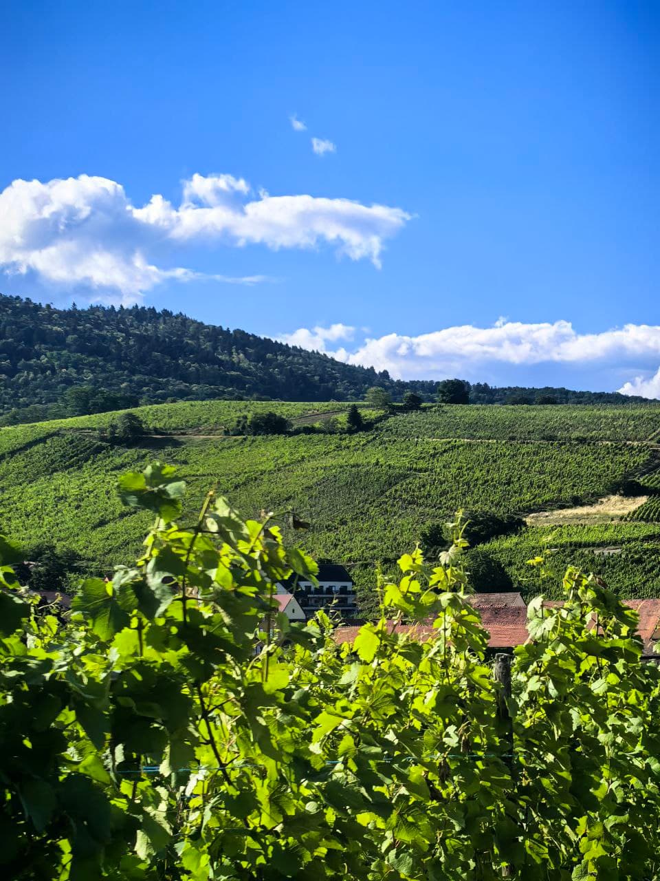 Жемчужины Эльзаса и винные дегустации 2