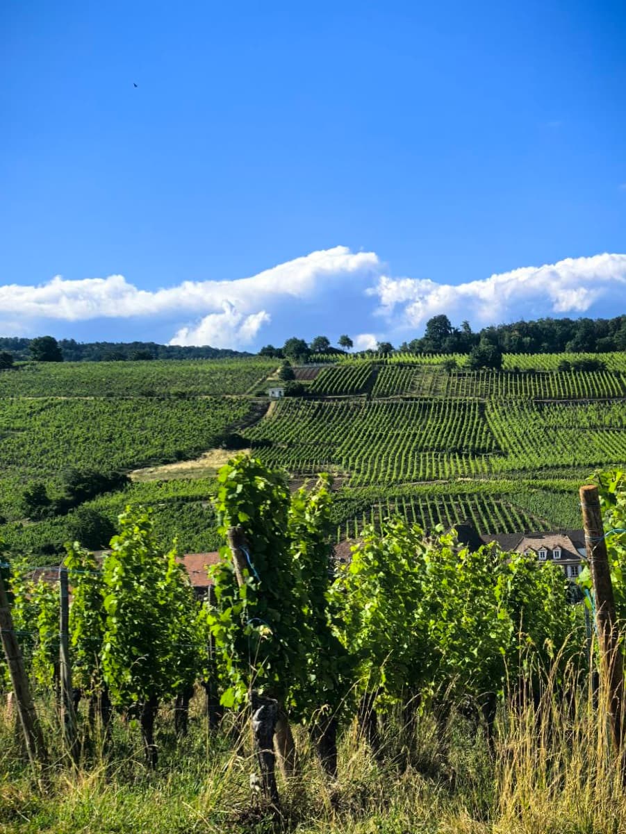 Жемчужины Эльзаса и винные дегустации