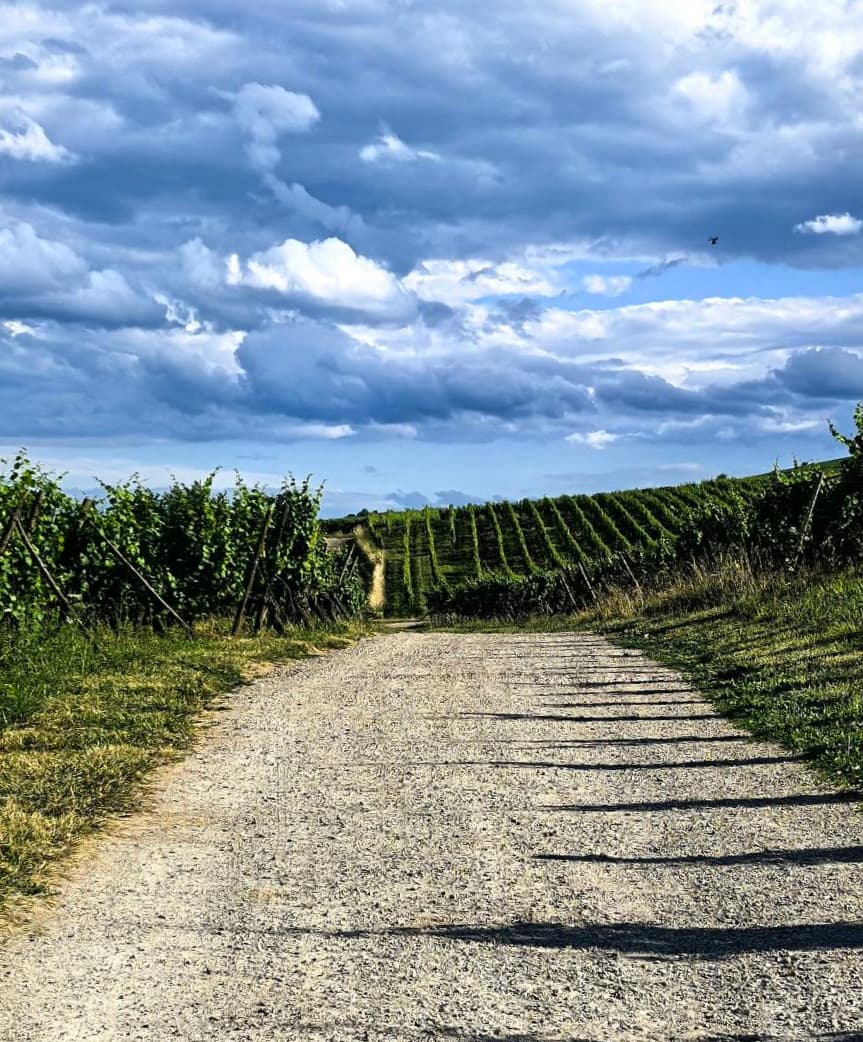 Жемчужины Эльзаса и винные дегустации 5